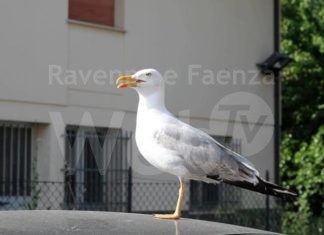 Gabbiani reali: un piano di controllo per risolvere le problematiche nel litorale romagnolo