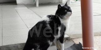 Enpa Ravenna: Nuova Tari. “Il problema dello smaltimento lettiera per gatti”