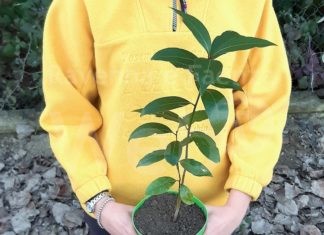 Lugo: Nel nome degli alberi, un appuntamento per dare nuova vita a molte giovani piante