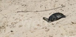 Open Day al Reparto Carabinieri Biodiversità di Punta Marina