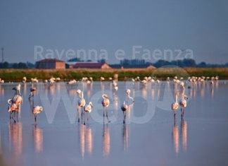 Dalla Regione 5 milioni di euro per le aree protette. 705mila euro al Parco del Delta