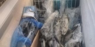 Faenza, ispezione in un bar: sequestrati chili di carne e pesce