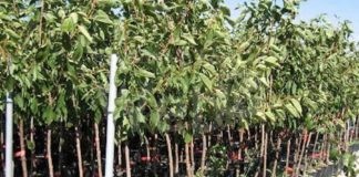 Sabato, distribuzione gratuita di piante in piazza della Libertà