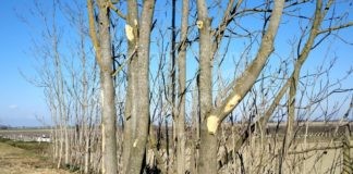 Fusignano: alberi schiantati per 2km lungo il Canale dei Mulini, Legambiente chiede l’intervento della Municipale