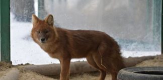 Ucraina: Bombardamento Zoo Kharkiv, il Safari Ravenna offre sostegno e aiuto concreto