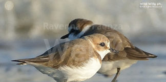 Pulizia della spiaggia a Tagliata di Cervia domenica 6 ottobre