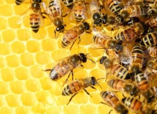 Unione: due seminari online per imparare a gestire un giardino senza veleni