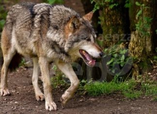 Coldiretti: Terzo attacco in pochi giorni, il lupo sbrana oche a Marzeno