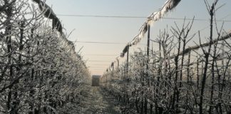 ANBI, gelate di Marzo: I Consorzi di bonifica invasano i canali e mettono al riparo le colture con le tecniche antibrina