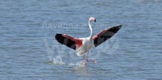 Pro Loco e Riviera Experience insieme per escursioni fotografiche a Marina di Ravenna