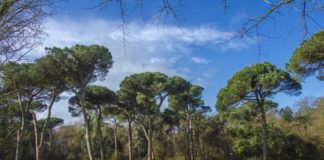 “Sentire i sentieri, a piedi nella natura”: al via tre giornate dedicate al verde e alle pinete