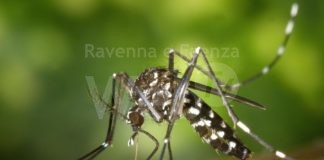 Nuove misure contro la proliferazione di zanzare