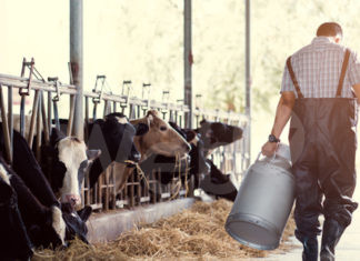 Pagamenti latte, Granarolo riconosce agli allevatori minimo 48 centesimi al litro oltre a Iva e premio qualità