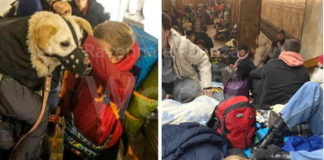 L’Enpa di Lugo lancia la raccolta di cibo e medicinali per gli animali in Ucraina