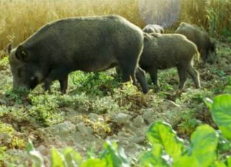 Cinghiali, agricoltori ravennati finalmente più tutelati