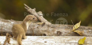 Bagnacavallo: Domenica riapre il Podere Pantaleone dopo la chiusura invernale