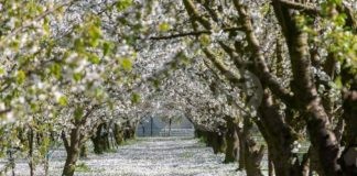 Primavera nei Giardini Segreti. Manifestazione di giardini aperti nel territorio ravennate