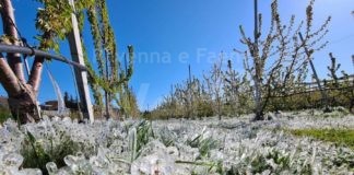 Bando difesa attiva da gelo, Coldiretti: bene la copertura totale delle domande da parte della regione