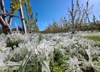 Bando difesa attiva da gelo, Coldiretti: bene la copertura totale delle domande da parte della regione