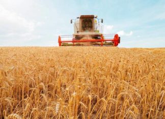 Ucraina, Cai: Prezzi mais e grano in equilibro. Nessuna oscillazione per la seconda settimana consecutiva, si attende il nuovo raccolto