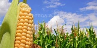 Cai: Cala il prezzo del mais, mentre i grano resta stabile