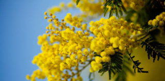 Massa Lombarda: vendita di mimose solidali in piazza Matteotti