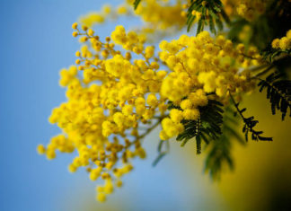 Massa Lombarda: vendita di mimose solidali in piazza Matteotti