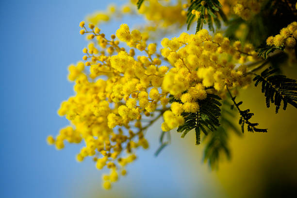 mimosa tree in bloom