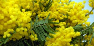 8 marzo: cooperative di Legacoop e Federcoop a fianco dello IOR