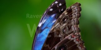 Apre Casa delle Farfalle: Fiaba al Commonplaces per il primo weekend di un anno speciale