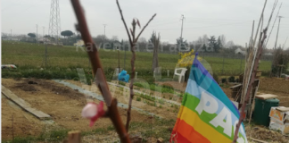 Lettera aperta: “Perché il Comune di Faenza vieta i fiori negli orti urbani ?”