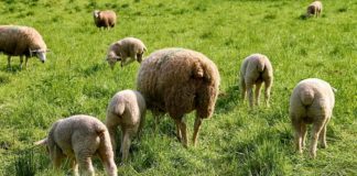 Attacco alle pecore ad Anita, Parco Del Delta “Ipotesi altamente improbabile. Il lupo preda per sfamarsi”