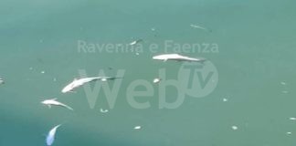 Moria di pesci sul Cadiano (Marina di Ravenna): Europa Verde interroga la giunta per fare chiarezza