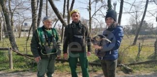 Tartaruga in fin di vita soccorsa dalle Gev di Legambiente a Lido di Dante, in cura da Cestha