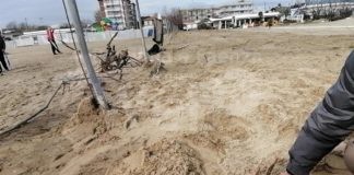 Ancisi (LpRa): Abbattimento abusivo di 50/60 tamerici per il Jova Beach Party di Marina