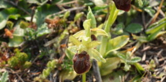 Pineta Miserocchi: terminata la prima fase di riqualificazione. Le orchidee regalano una fioritura eccezionale