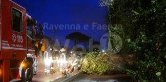 Maltempo: Godo albero cade sulla sede stradale