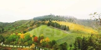 Pro Loco Faenza: una passeggiata collinare tra olivi, viti calanchi e orchidee