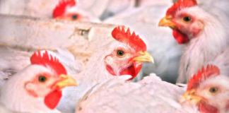 Individuato un focolaio di aviaria in un allevamento di pollame e volatili ornamentali a Conselice