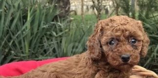 Barboncino brutalmente ucciso da un pitbull. Era in braccio alla sua padrona