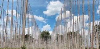 Ad Alfonsine il Mercatino Effimero e inaugura il Labirinto Sospeso