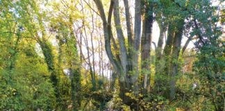 Bagnacavallo: La prossima settimana un pomeriggio al Pantaleone tra laboratori, giochi e libri