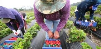 Coldiretti ER: il bio aumenta la competitiva delle aziende