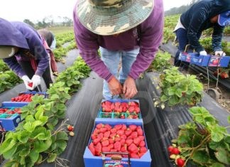 Coldiretti ER: il bio aumenta la competitiva delle aziende