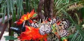 Un fiore all’occhiello per il territorio cervese: Casa delle Farfalle diventa anche un museo!