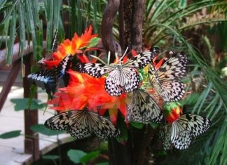 Accreditati sette nuovi musei in regione. C’è anche la Casa delle Farfalle