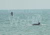 Delfini nella costa ravennate, un vero spettacolo a Casalborsetti