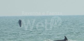 Delfini nella costa ravennate, un vero spettacolo a Casalborsetti