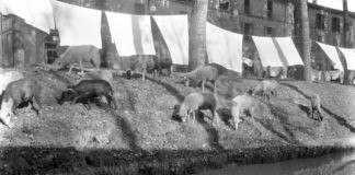 Tre archivi, una campagna: Il paesaggio rurale romagnolo visto attraverso gli archivi Guerra, Nonni e Visani