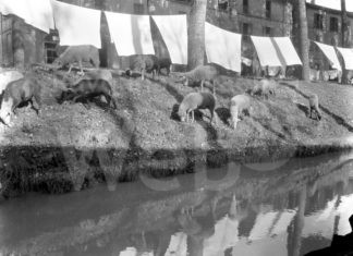 Tre archivi, una campagna: Il paesaggio rurale romagnolo visto attraverso gli archivi Guerra, Nonni e Visani